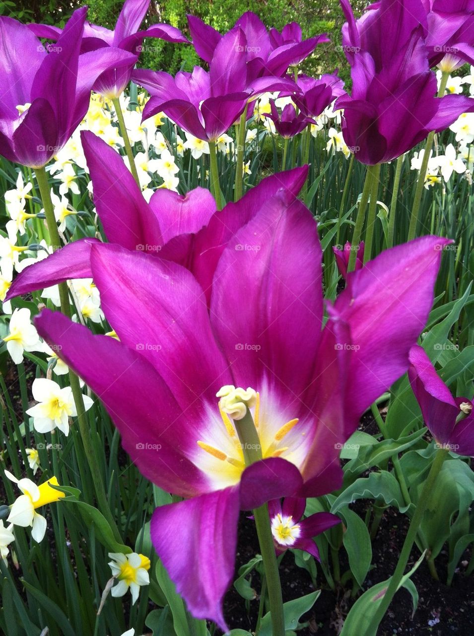 spring pink vår tulip by foapsus