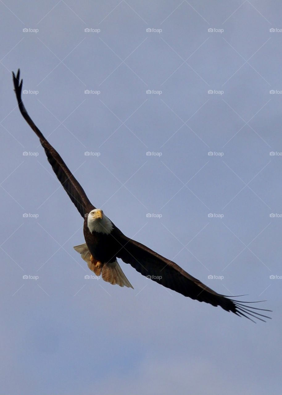 A mature bald eagle flies on clear day with showing its impressive wingspan in Tillicum, Washington 