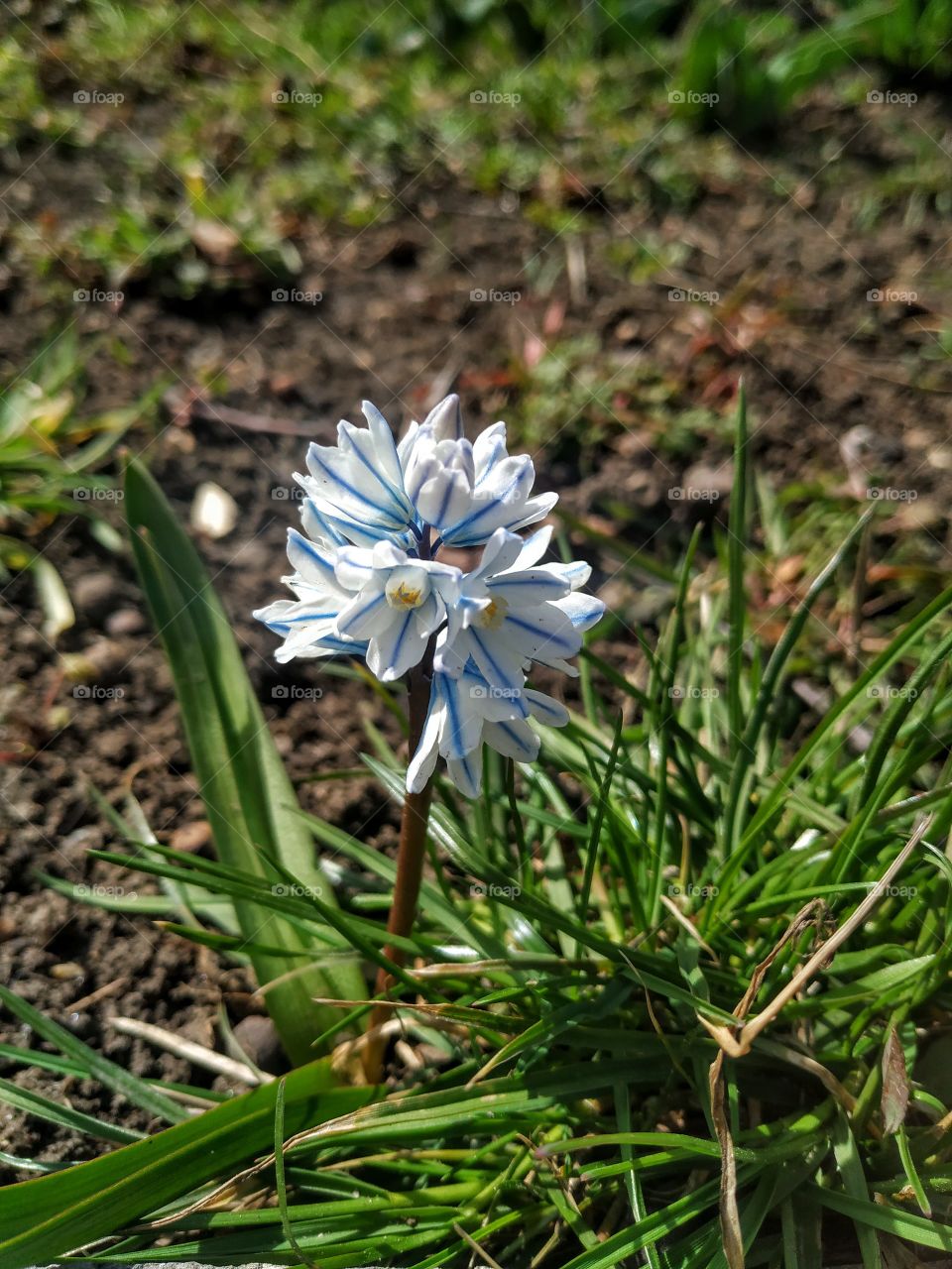 A cute spring flower