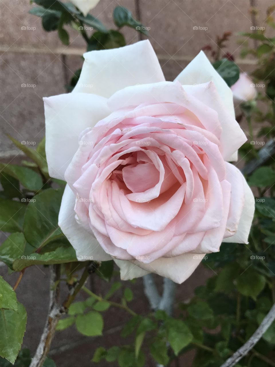 Pink rose in November!