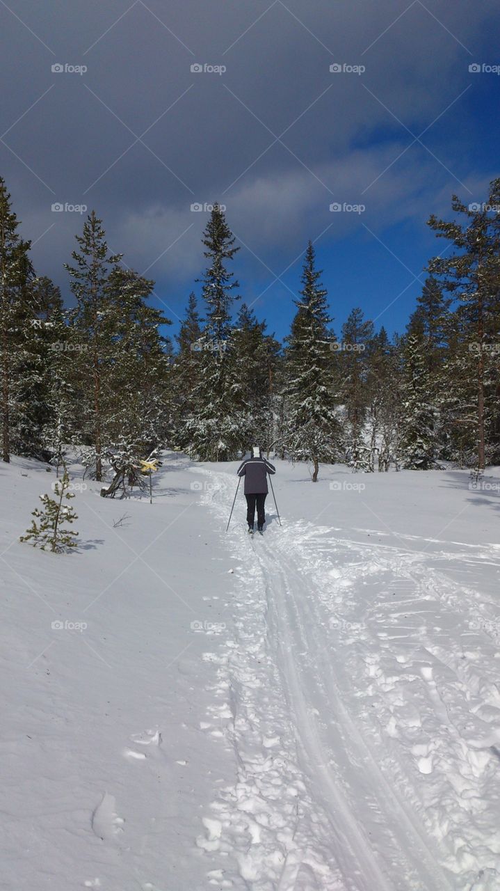 Go skiing In the winter forest 