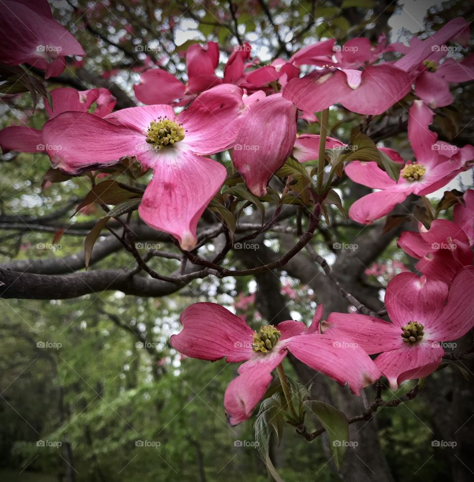 Elegant pink dogwood tree