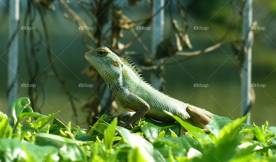 Iguana in Bangladesh