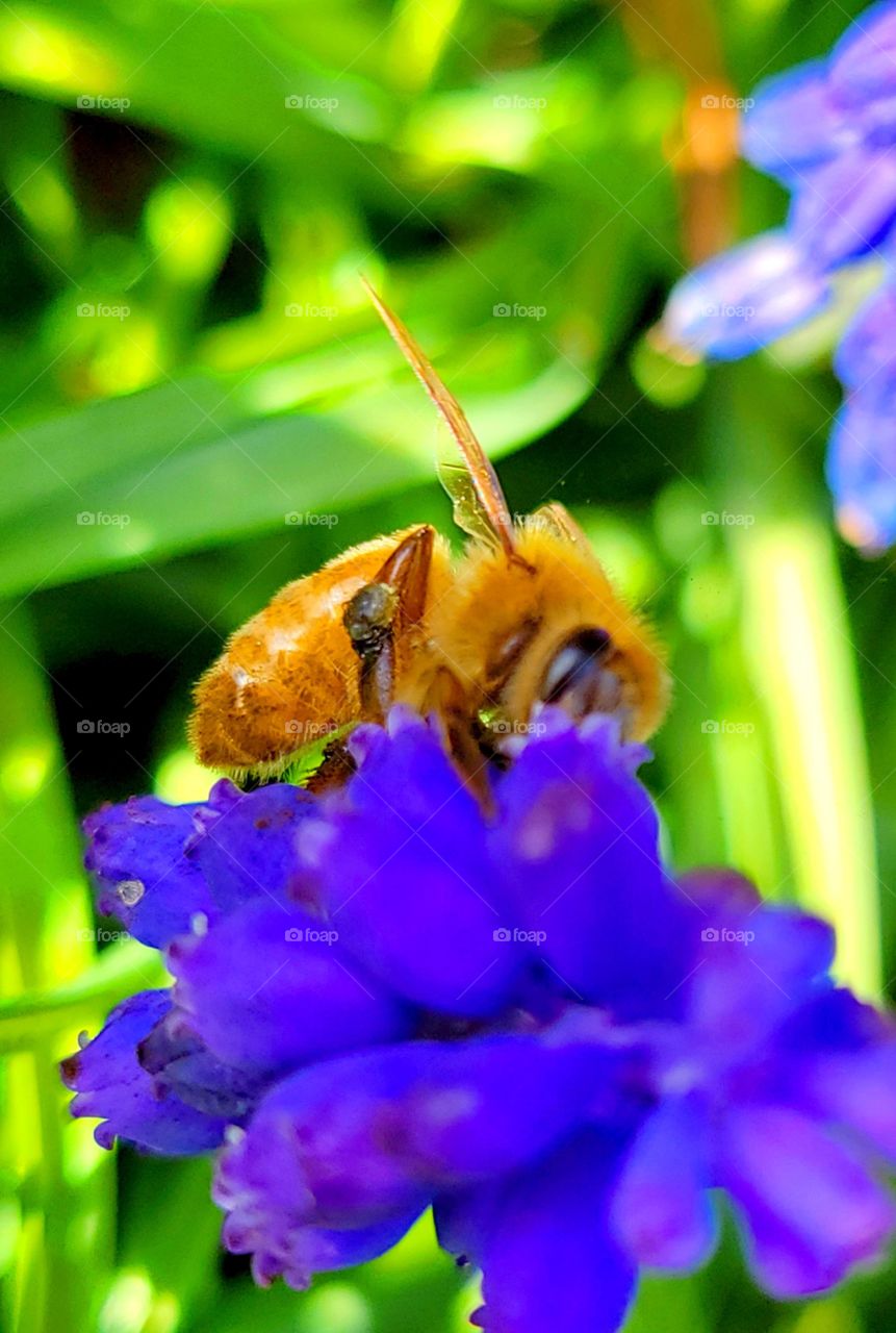 Busy little honey bee