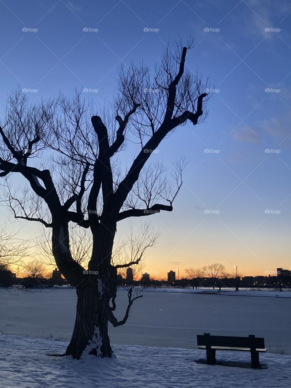 Winter tree at sunset 