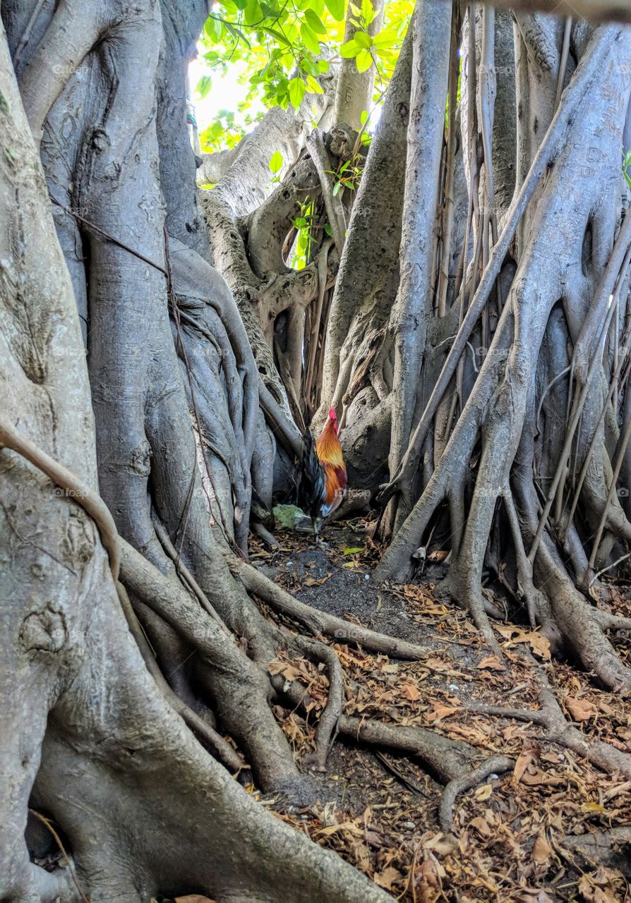 Root, Tree, Nature, Jungle, Wood
