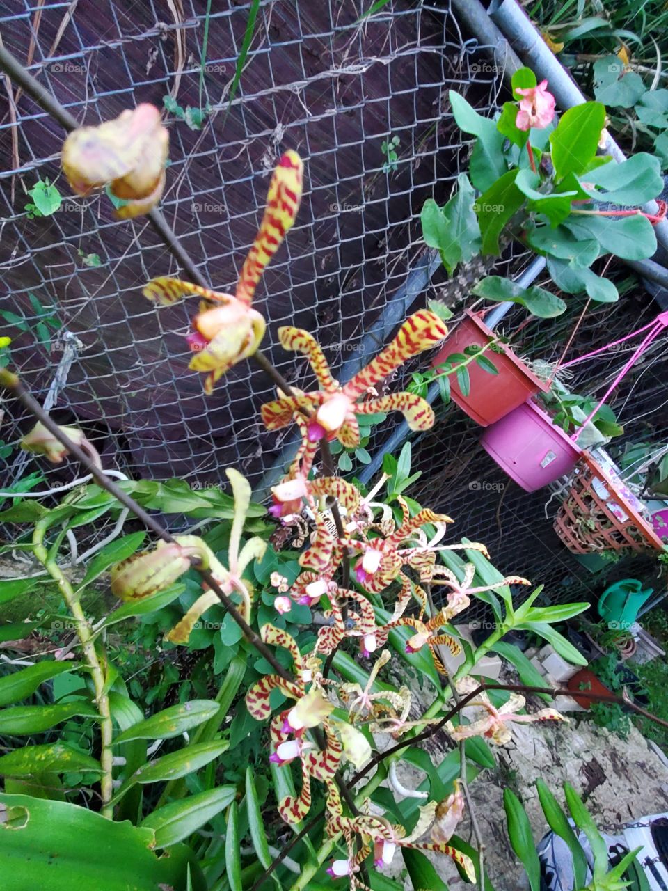 exotic ant orchids