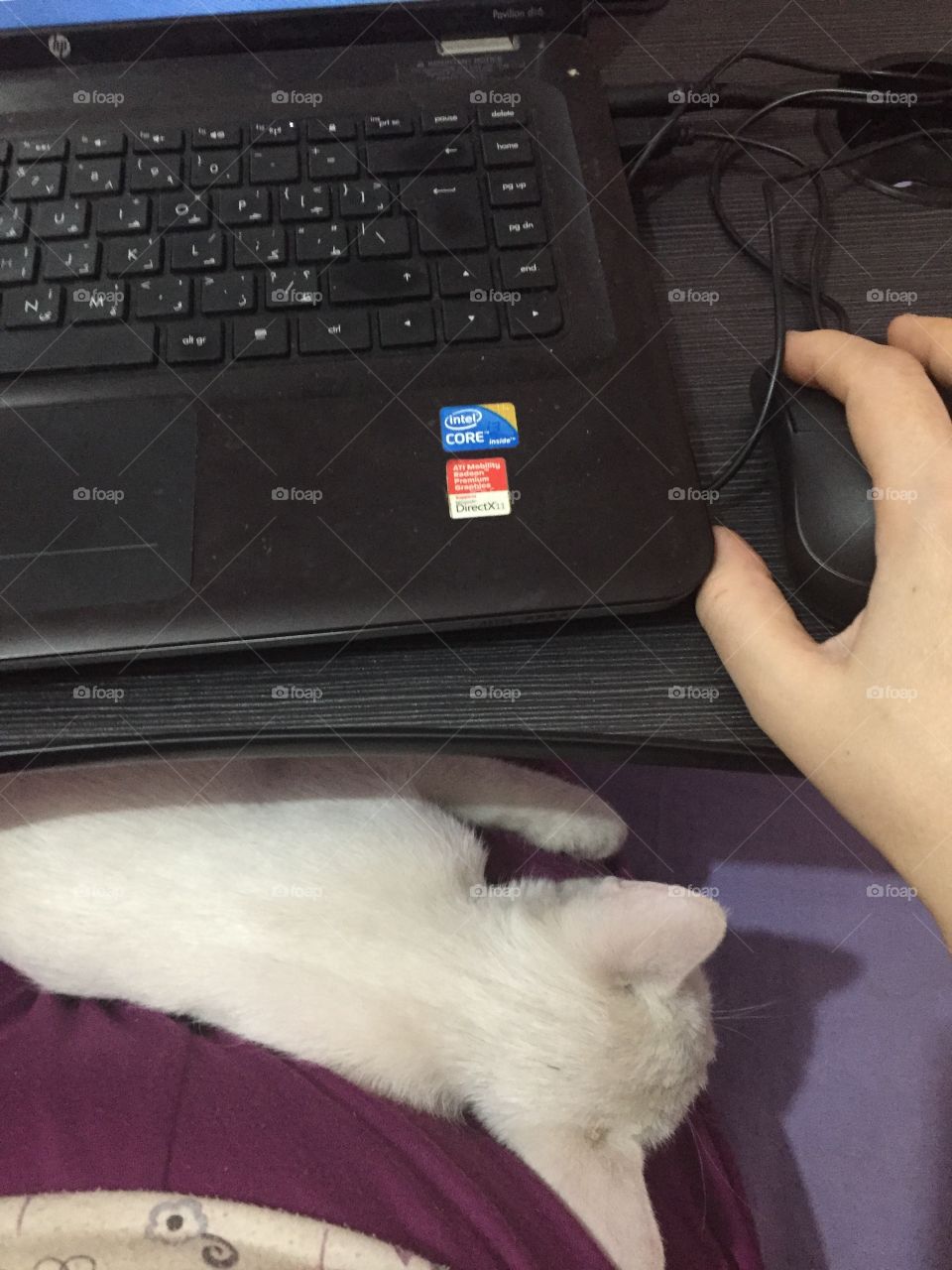 Life with pets is a lovely life. We both need each other