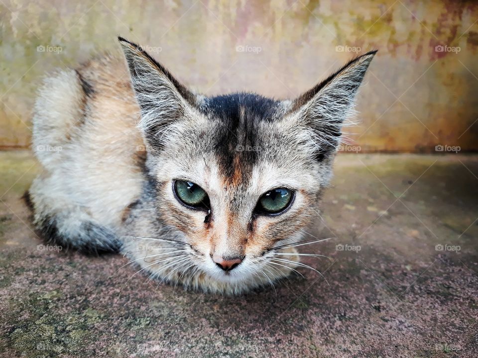 The curious eyes of a kitten