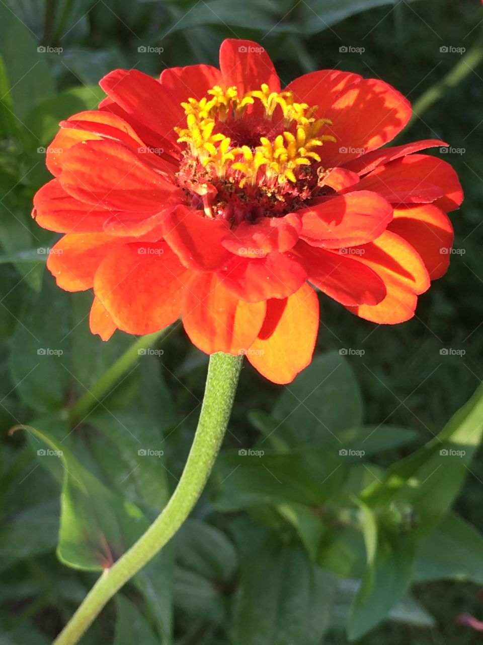 Orange Zinnia