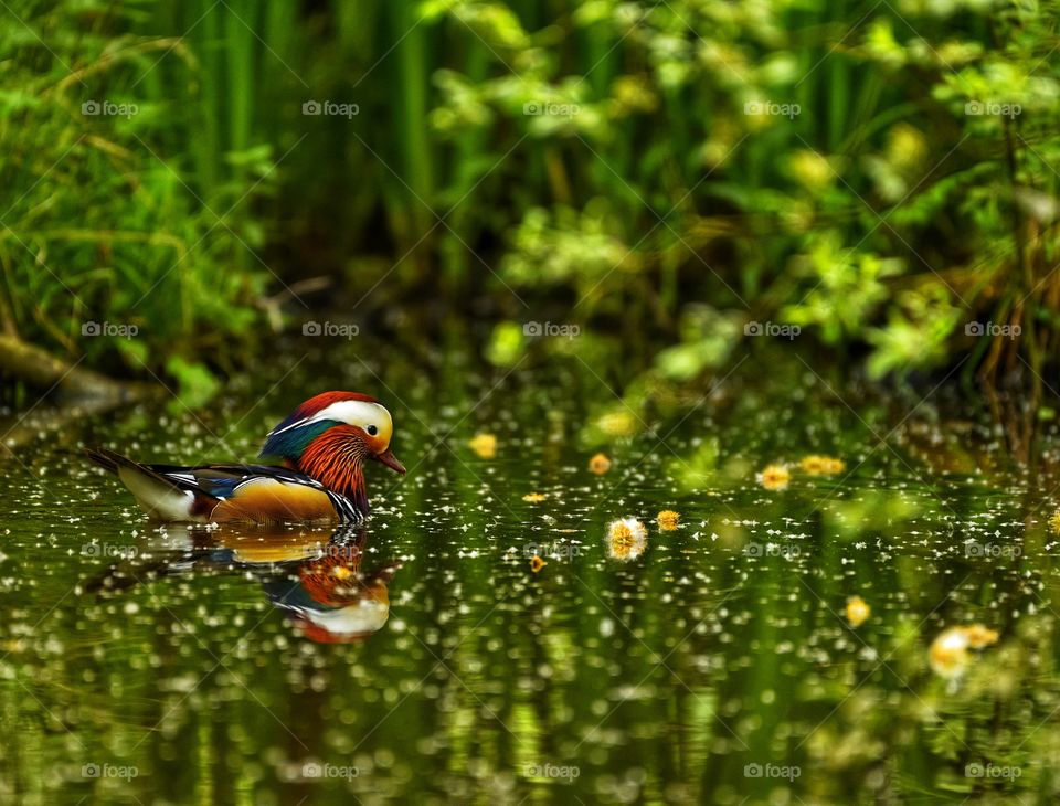 Mandarin Duck