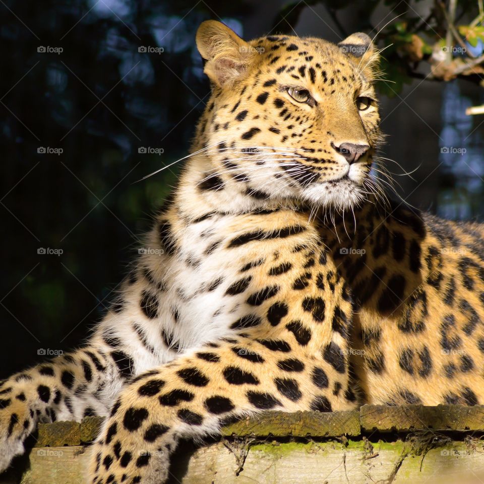 Female Amur Leopard 