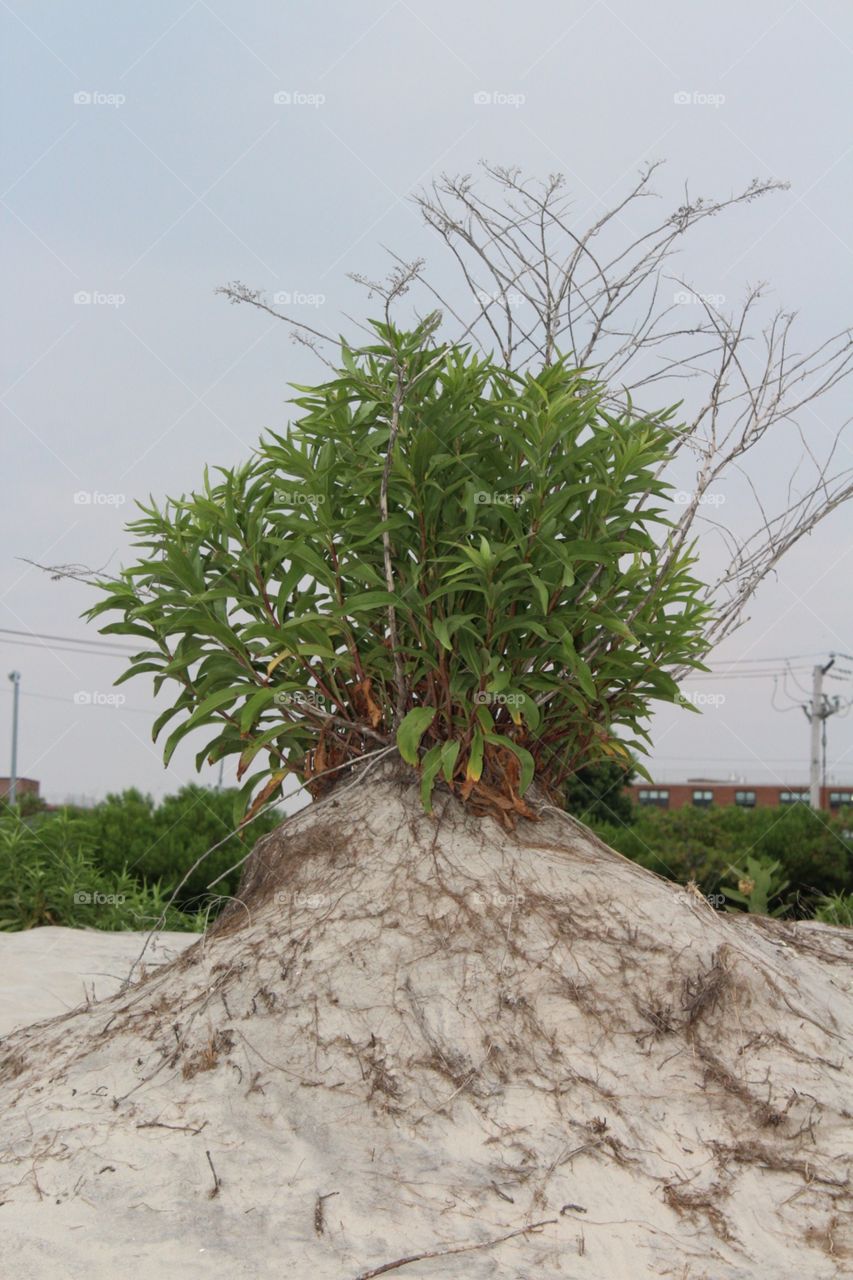 Nature, Tree, No Person, Leaf, Tropical