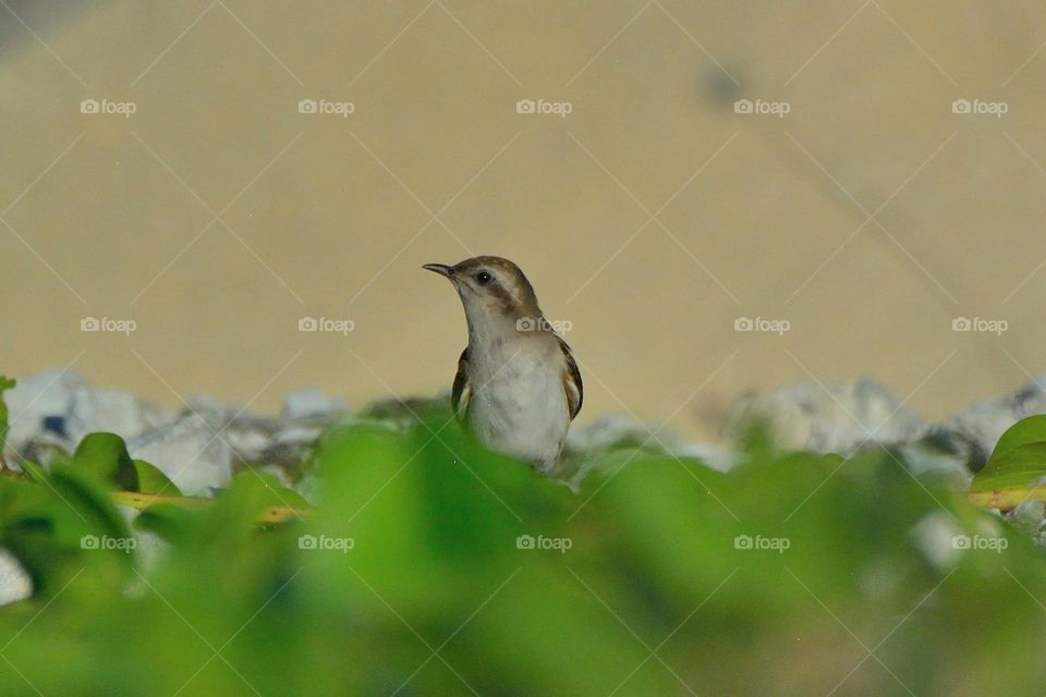 Beautiful and cute bird