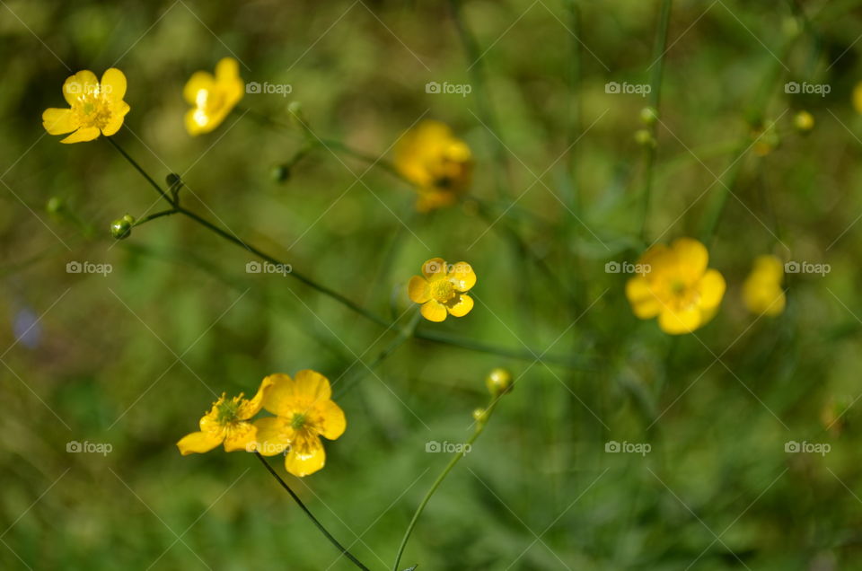 Small yellow flowers