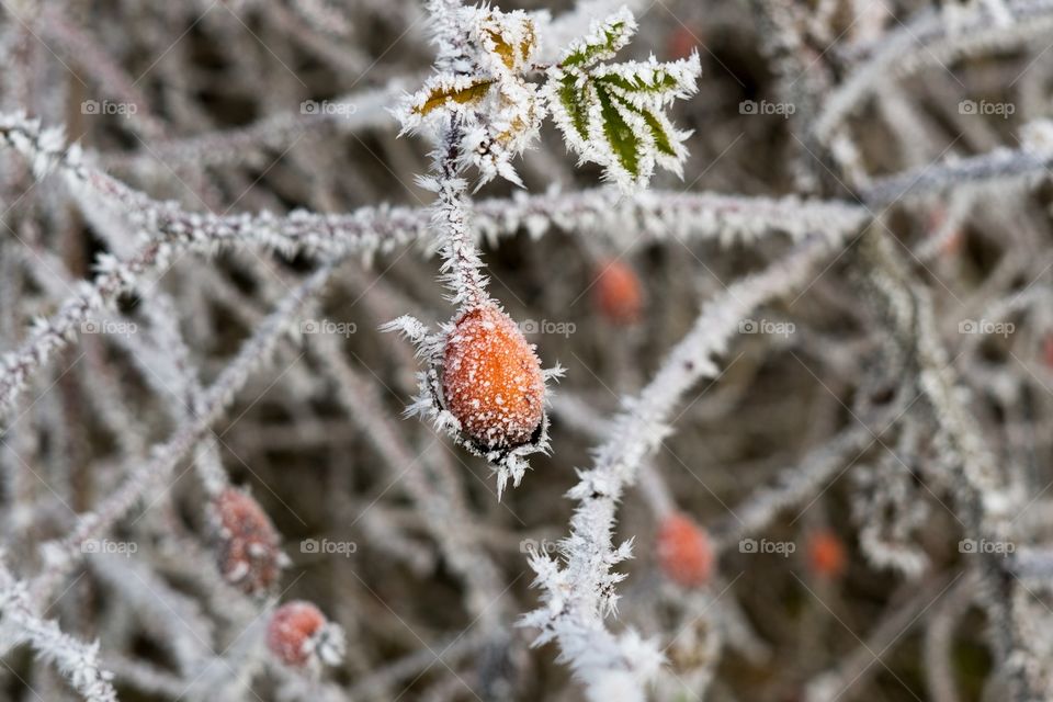 Frozen rosehip covered by ice in winter. Slovakia