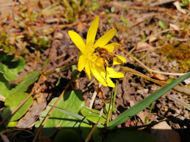 Spring flowers
