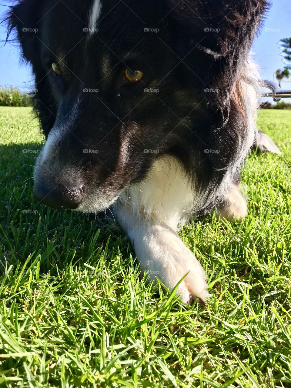 Border collie sheepdog laying down looking at grass 