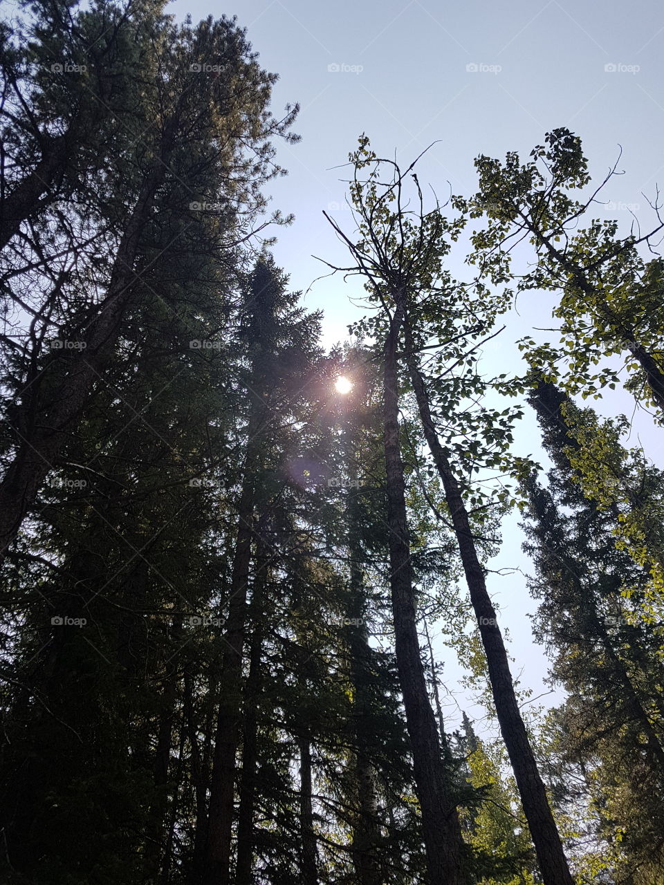 The sun peaking amongst the trees
