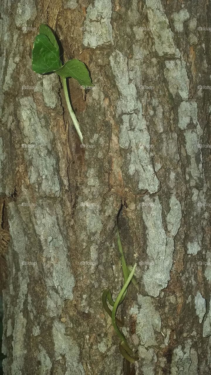 Plant growing inside a tree bark
