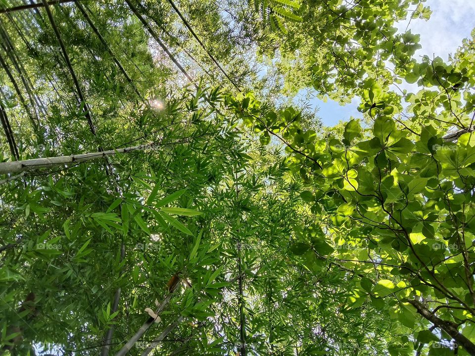 various kinds of trees that grow in the forest.