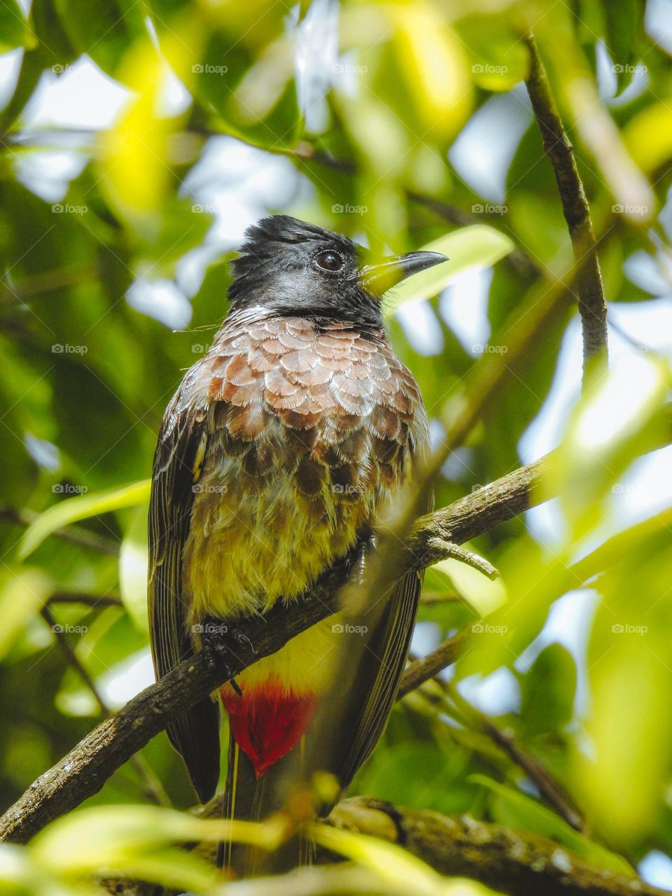 Red-vented bulbul