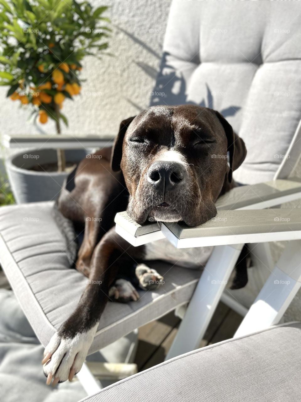 Satisfied happy dog lying in the sun chair enjoying life 