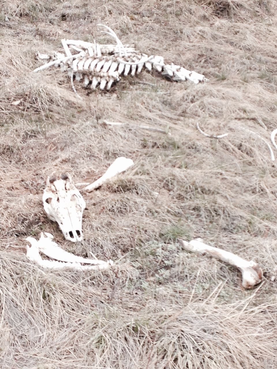 Animal carcass 