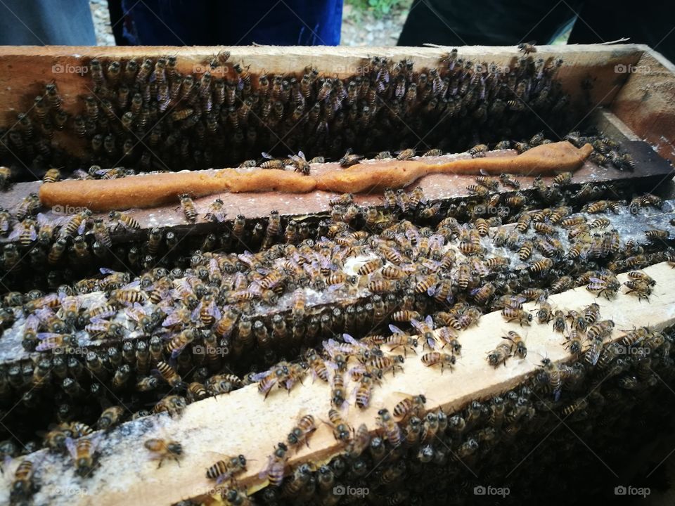 Bees