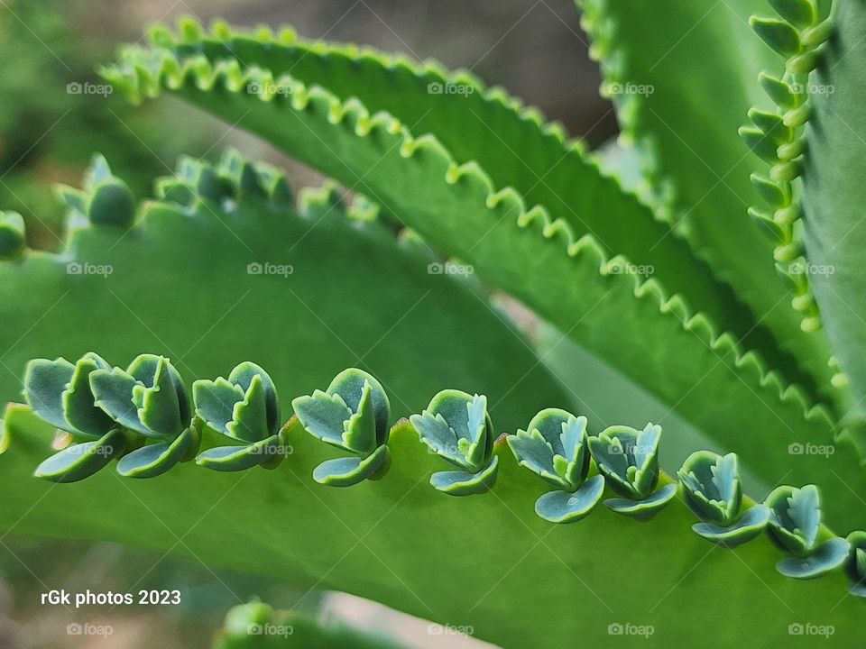 small leaf of life on a roll