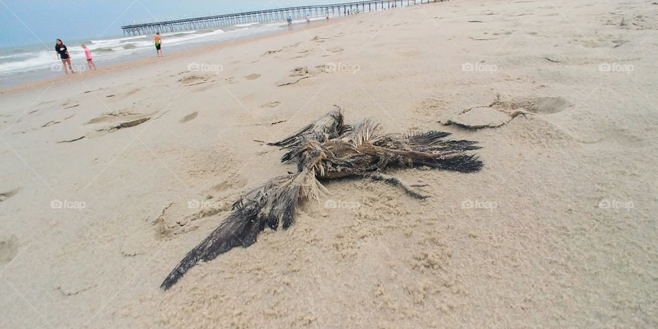 A dead bird laying in the sand at the beach. Circle of life. Death in pleasure.