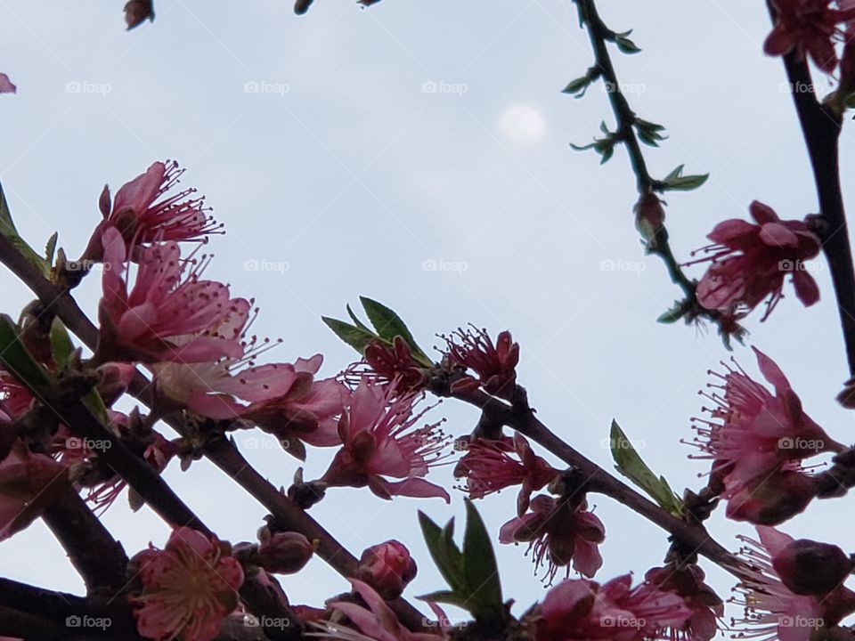 Peach blossoms and the moon