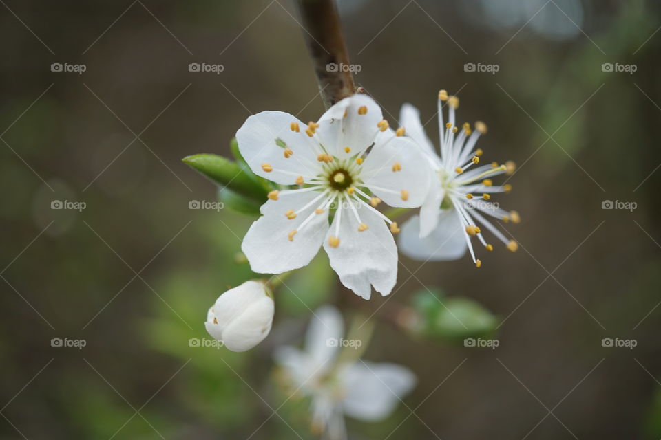 Spring blossom .. soooo pretty 