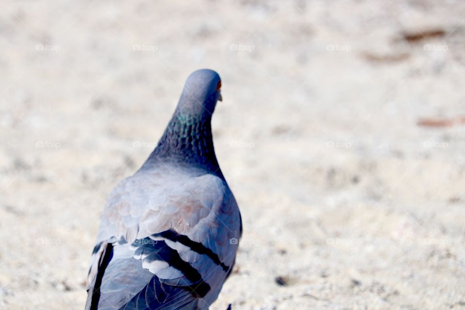 Pigeon on beach sand back view