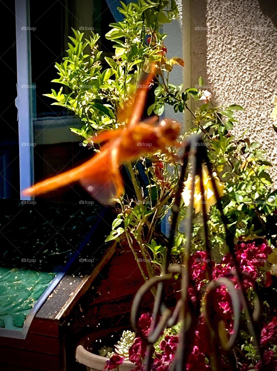 Orange dragonfly on garden obelisk 