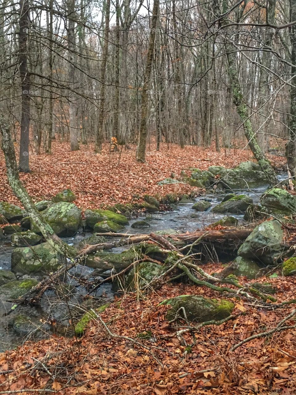 A river runs through it