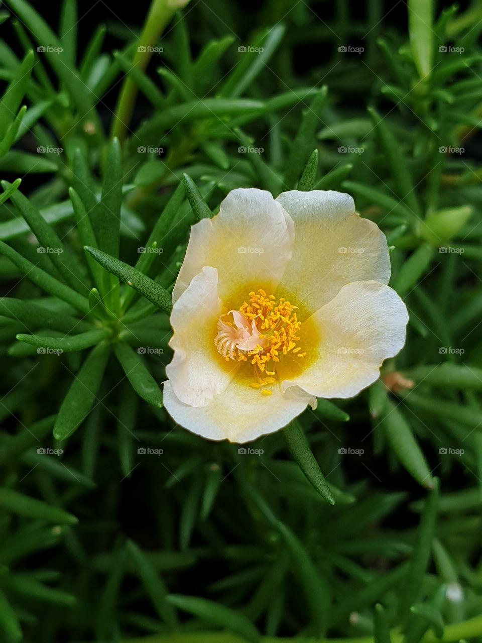 beautiful flowers in my garden