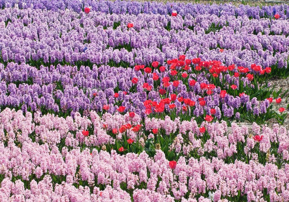 Flower fields in the netherlands