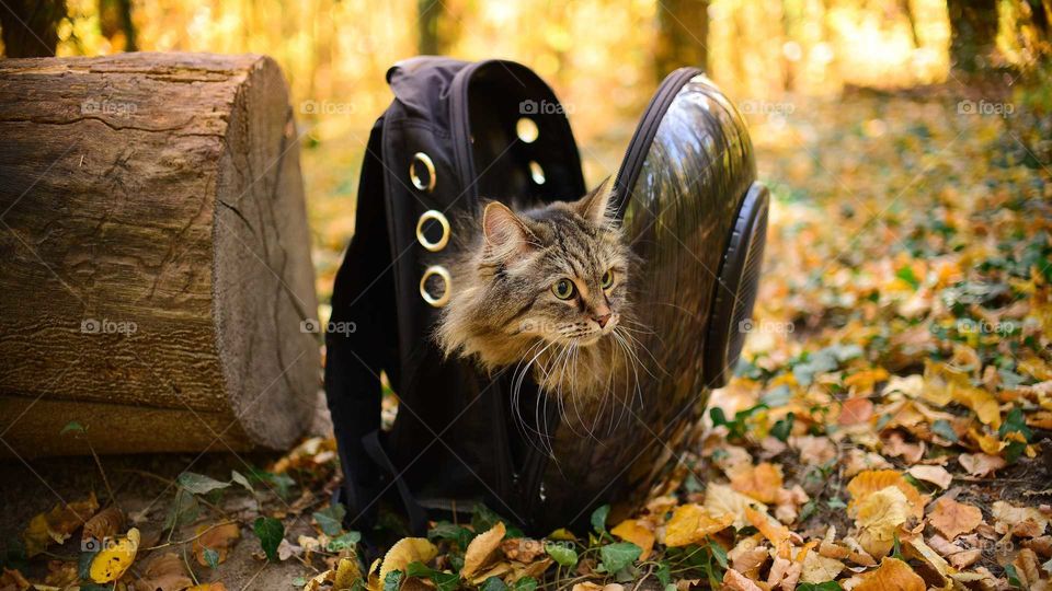 A curious Siberian cat looking out of the cat backpack
