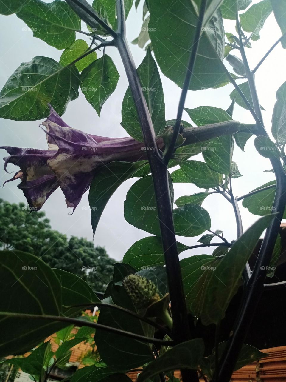 Datura metel