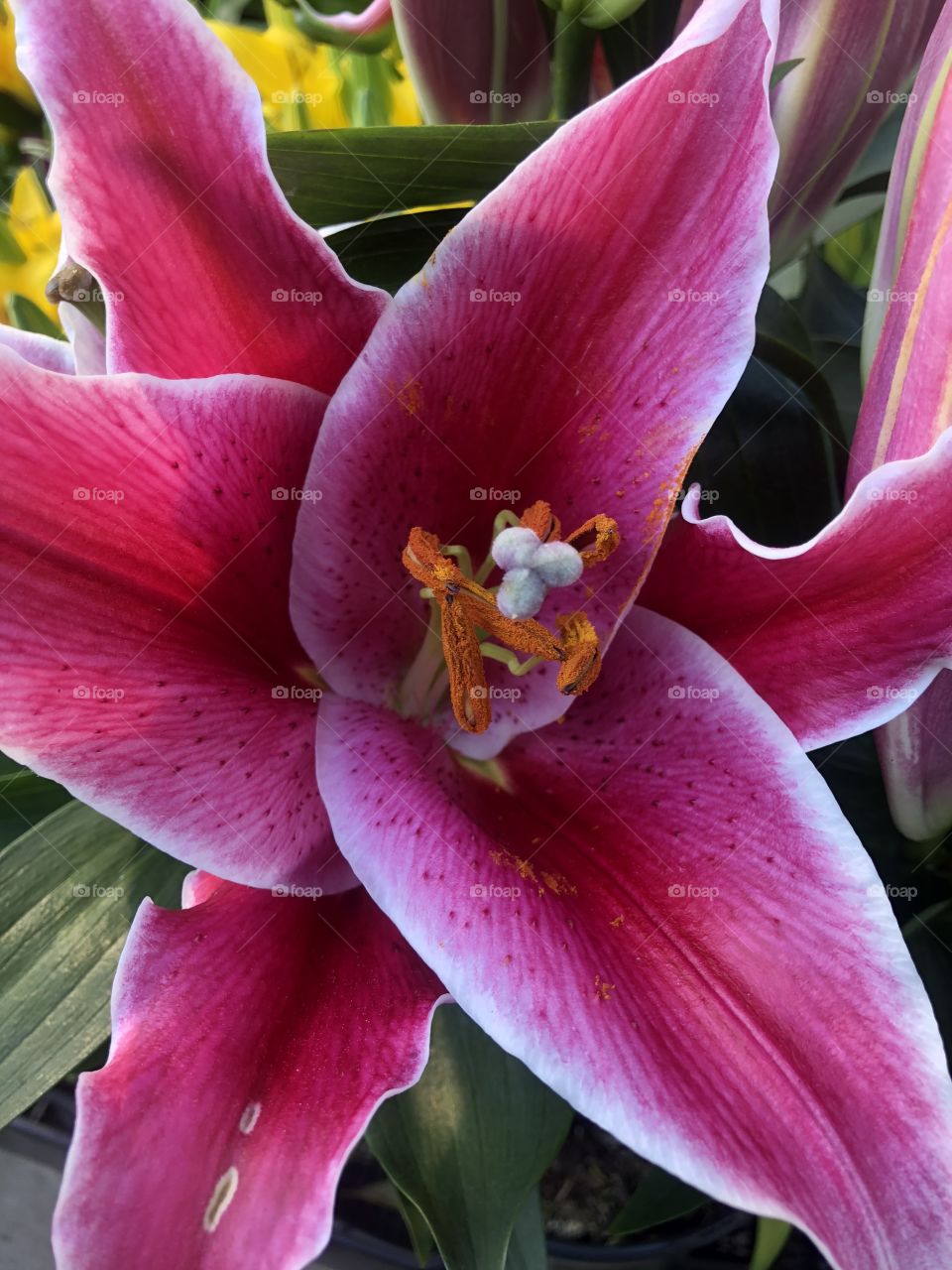 Beautiful Pink Flower 🌺