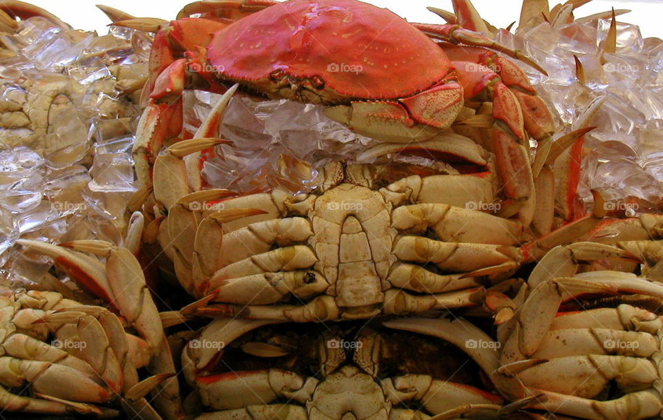Pick One. Farmers market, San Francisco docks.