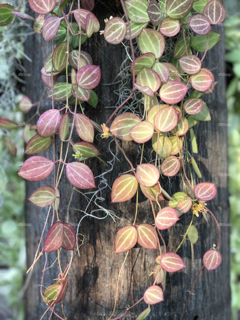 Beautiful red-green leaves hang from a tree