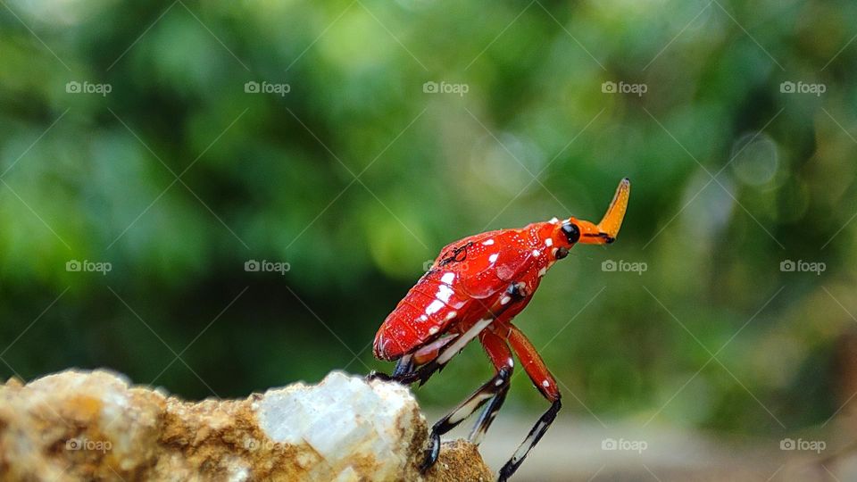 Spotted lanternfly