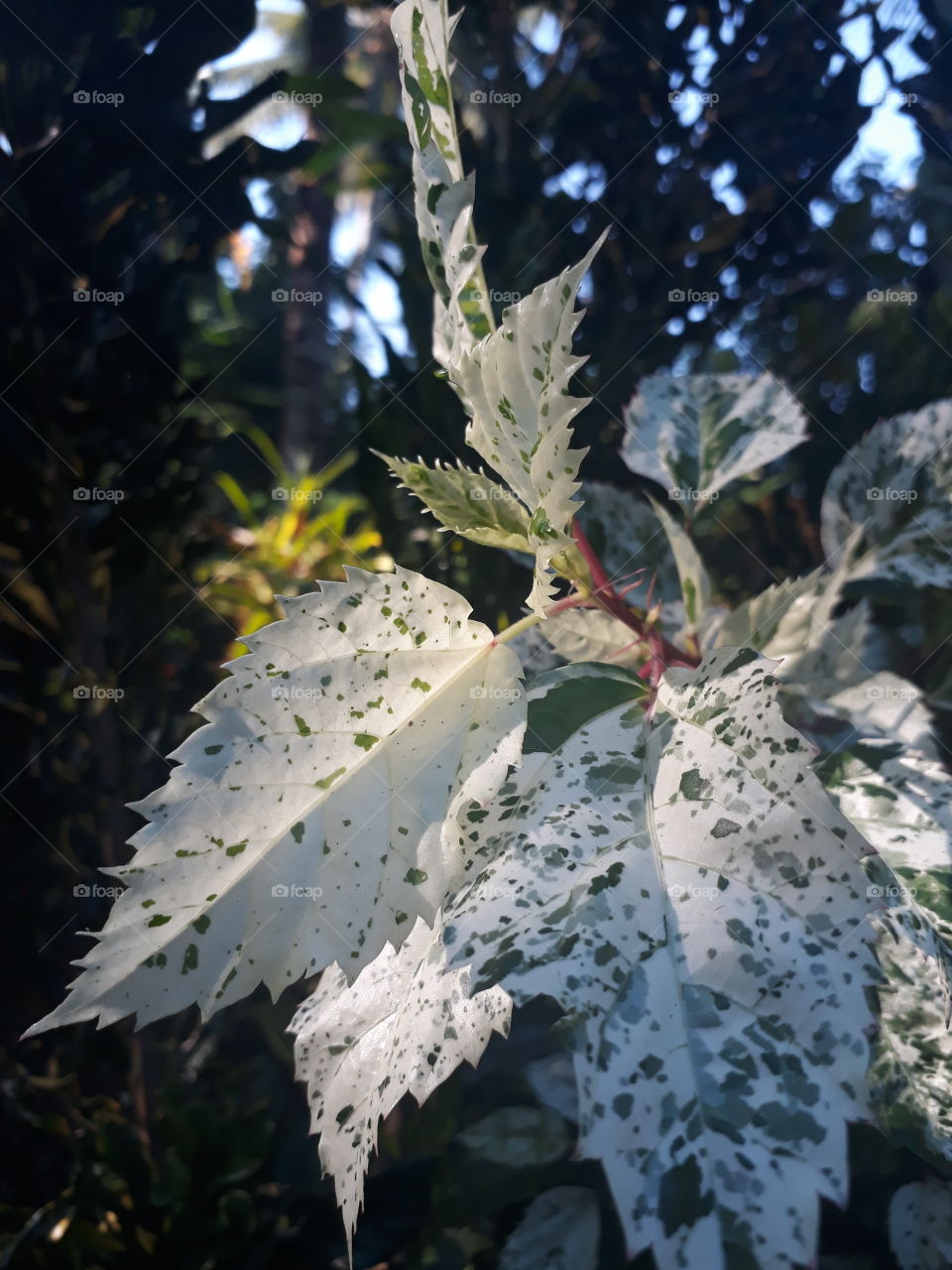 while leaf