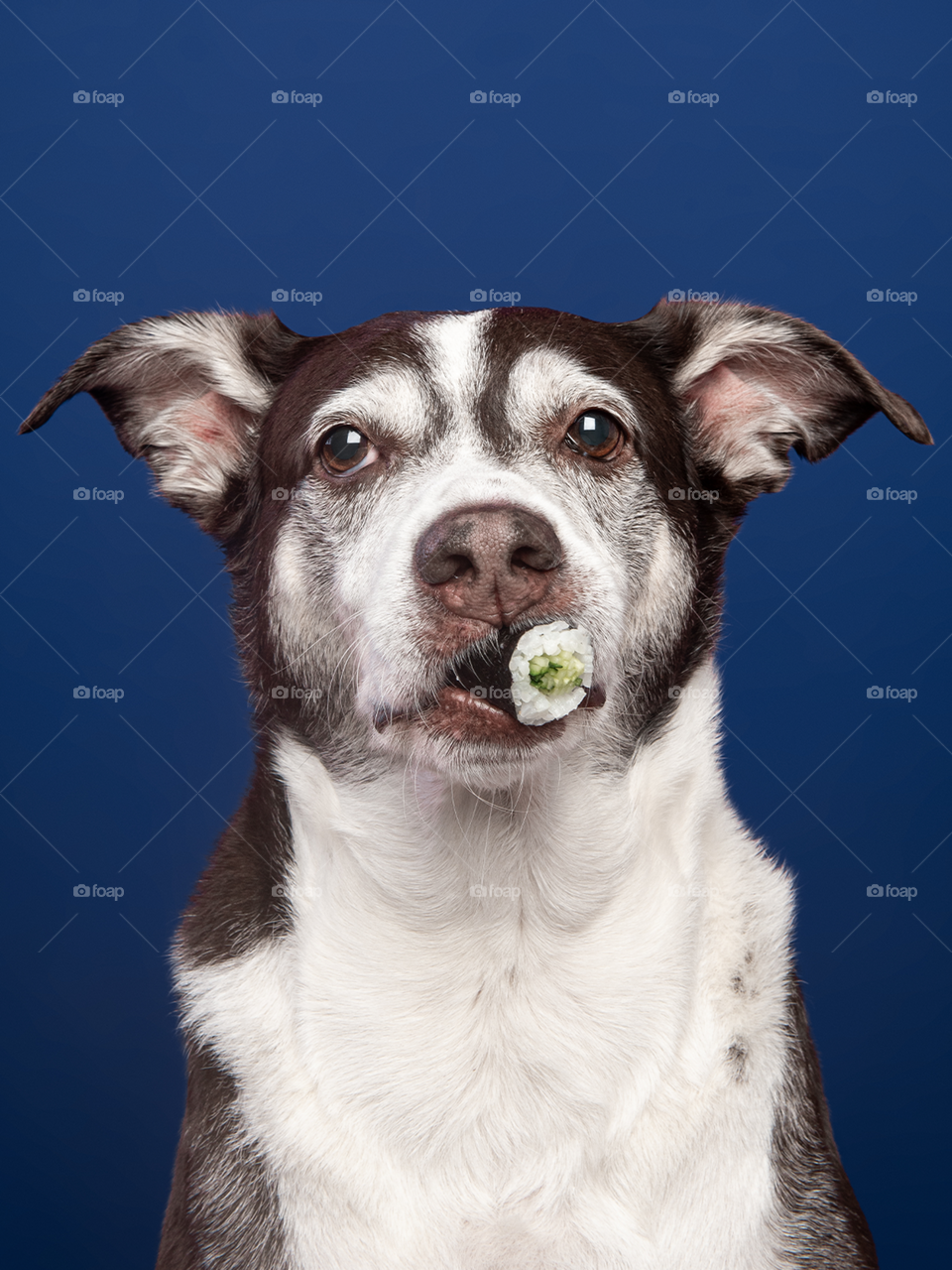 Cachorro com sushi de pepino na boca