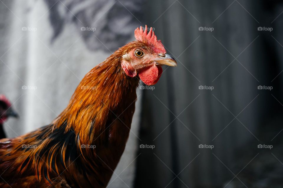 Close-up of a colorful  hens head .