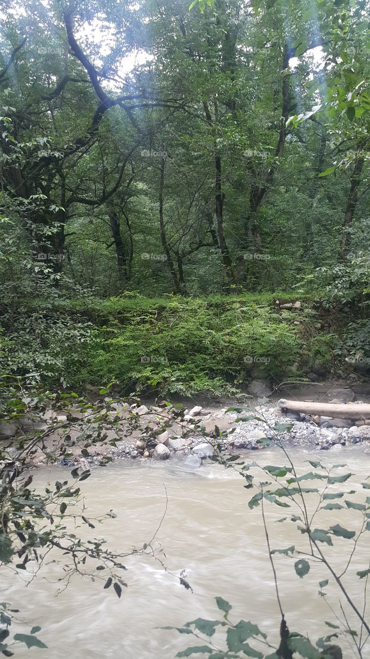 bank of the roaring river with trees and bushes