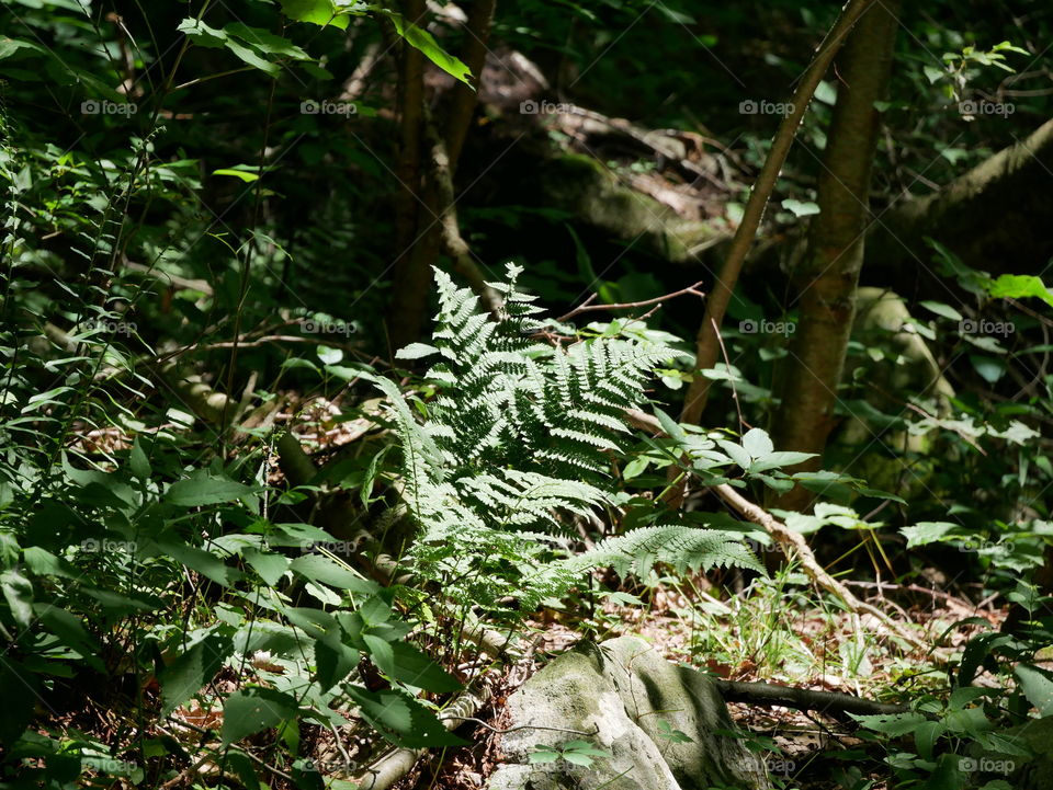 fern on the trail Fort Hill, PA