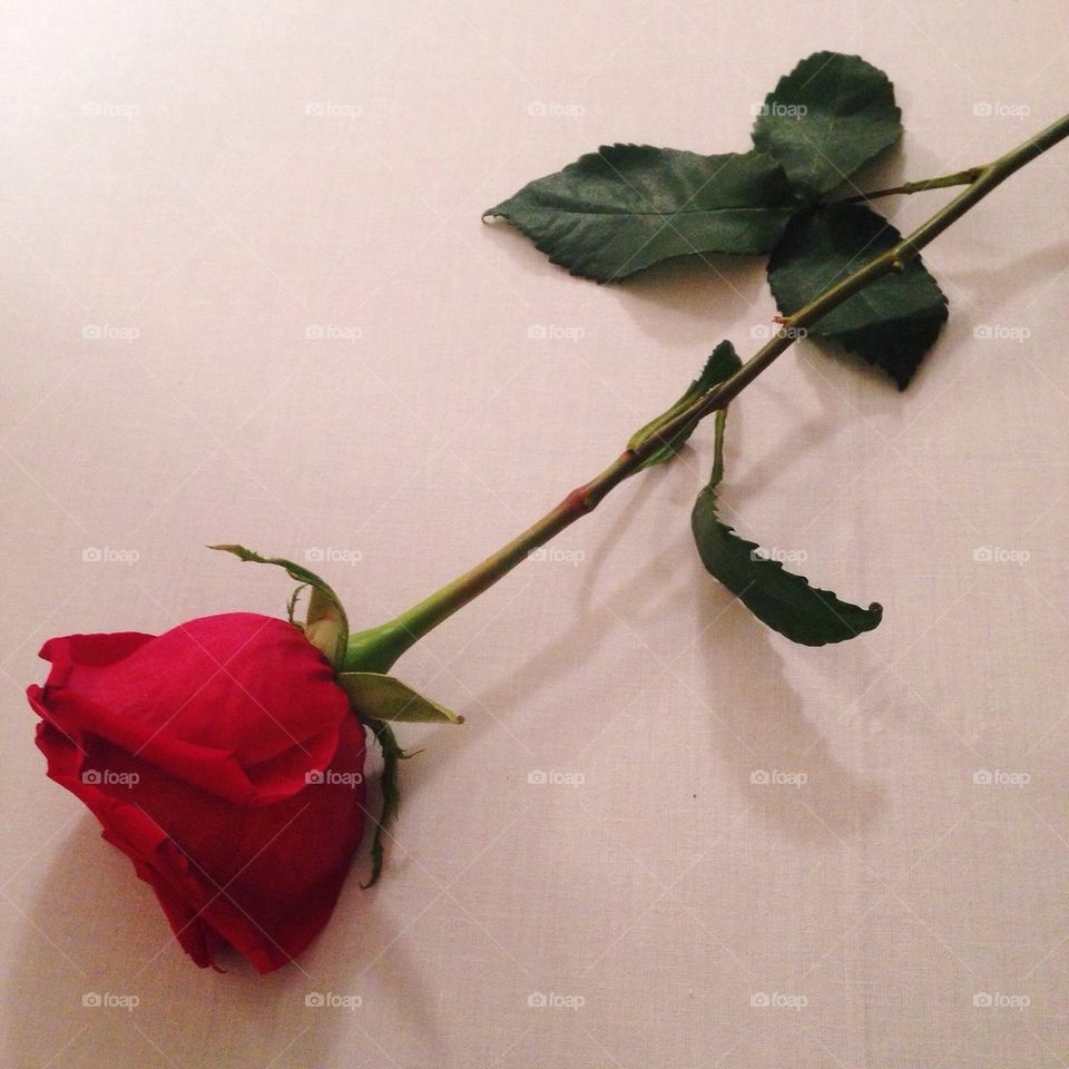 A Single Red Rose